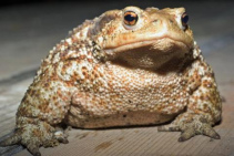 ... casarse con un sapo ...