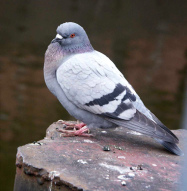 Una
                        paloma fue irritado por un vaso pintado, cay�
                        ...