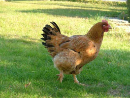 Una gallina ...