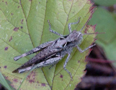 Un grillo se quejaba ... Un grillo se quejaba
...