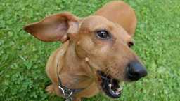 ... ten�an que
                      defenderse contra un perro endemoniado (aqu�:
                      perro agresivo salchicha), pero fueron tan
                      disconformes los gatitos que fue f�cil para el
                      perro a destruir los gatitos.