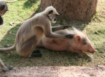 Fue
                        un mono que se dejaba dar un beso por un cerdo y
                        perdi su nariz...