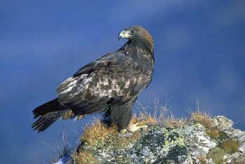 Un águila en una
cumbre pensó que ningún animal podría subir allá
... Un
águila en una cumbre pensó que ningún animal
podría subir allá ...