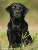 Un perro ... Un
perro ...