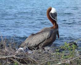 Pelícano con sus hijuelos Pelícano con sus hijuelos