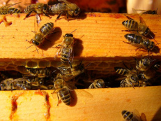 ... que roban miel en una
colmena ... ... que roban miel en
una colmena ...