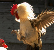 Un gallo venció
la pelea de gallos y pues ... Un gallo venció la
pelea de gallos y pues ...