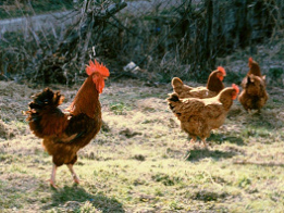 ... anunciaba lo
siguiente a sus gallinas: ... anunciaba lo
siguiente a sus gallinas: