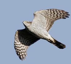 Pues vino un gavilán que comí todas las
gallinas y el gallo. Pues vino un gavilán
que comí todas las gallinas y el gallo.