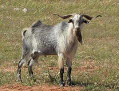 Un cabrío macho y ... Un cabrío macho y ...