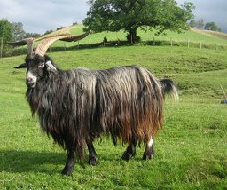 ... un otro cabrío macho fueron
transportistas. ... un otro cabrío macho
fueron transportistas.
