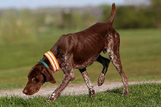 ... pero vino un perro de caza
... ... pero vino un perro
de caza ...
