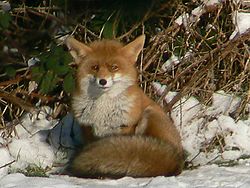 ... y el zorro daba
                      tan grandes elogios al cuervo ...