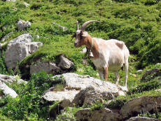 Fue una cabra que
siempre fue humilde, al contrario el caballo
siempre fue consentido... Fue una cabra que siempre fue humilde,
al contrario el caballo siempre fue
consentido...