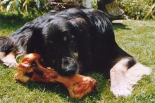 Un perro solo
durmió durante el trabajo de su jefe - y
solo recibió un hueso en lugar de carne... Un perro solo durmió durante el trabajo
de su jefe - y solo recibió un hueso en
lugar de carne...