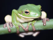 Una ranita
fue atacado por un serpiente y fue salvado
por un sapo Una ranita fue atacado por un serpiente
y fue salvado por un sapo