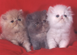 Tres
                              gatitos (blanco, negro, manchado) no
                              podr�an defenderse contra un perro porque
                              fueron disconformes ...