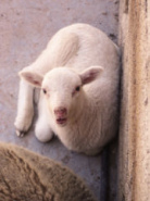 Un cordero encerrado describi� al
                              lobo como sea un mundo sin lobo ...