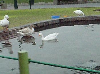 Water 06: pond
                                    near the playground at Wall Park
                                    (parque Muralla) in Lima in Peru