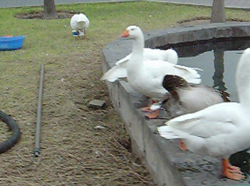 Water 07: pond
                                    near the playground at Wall Park
                                    (parque Muralla) in Lima in Peru,
                                    zoom with geese