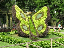 Una escultura maravillosa de una
                                mariposa hecho en seto, se encuentra eso
                                en el parque de las Leyendas en Lima en
                                el Per