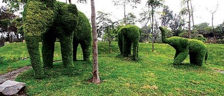 Escultura de seto de
                            animal en el parque Sinchi Roca 02,
                            elefantes, Lima, Per