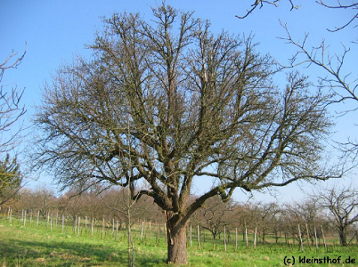 Manzano sin hojas con
                            sus ramas casi horizontales