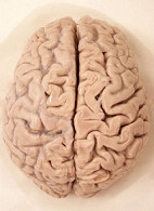 Human brain can be
trained getting more intelligence Human brain can be trained getting more
intelligence