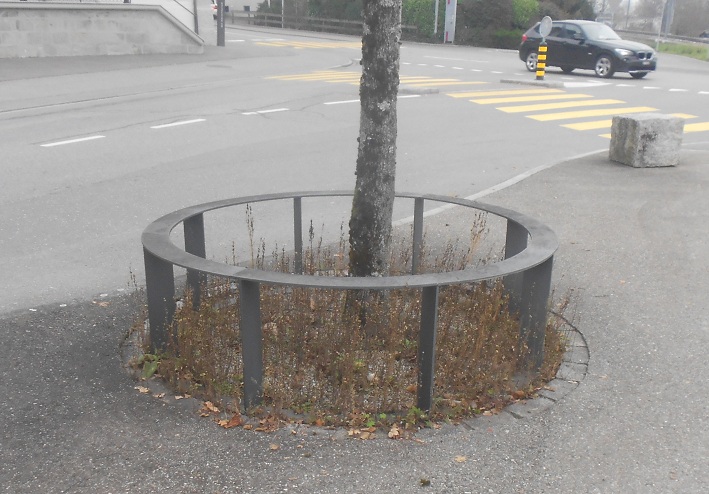 Baumschutz in Uznach 03 auf
                      freier Fl�che, 26.11.2020