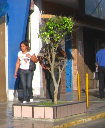 Rundbankhnliche
                        Baumeinfassung als Sitzgelegenheit in Chimbote
                        (Peru) beim Reisebro Secomtur (2011),
                        Nahaufnahme