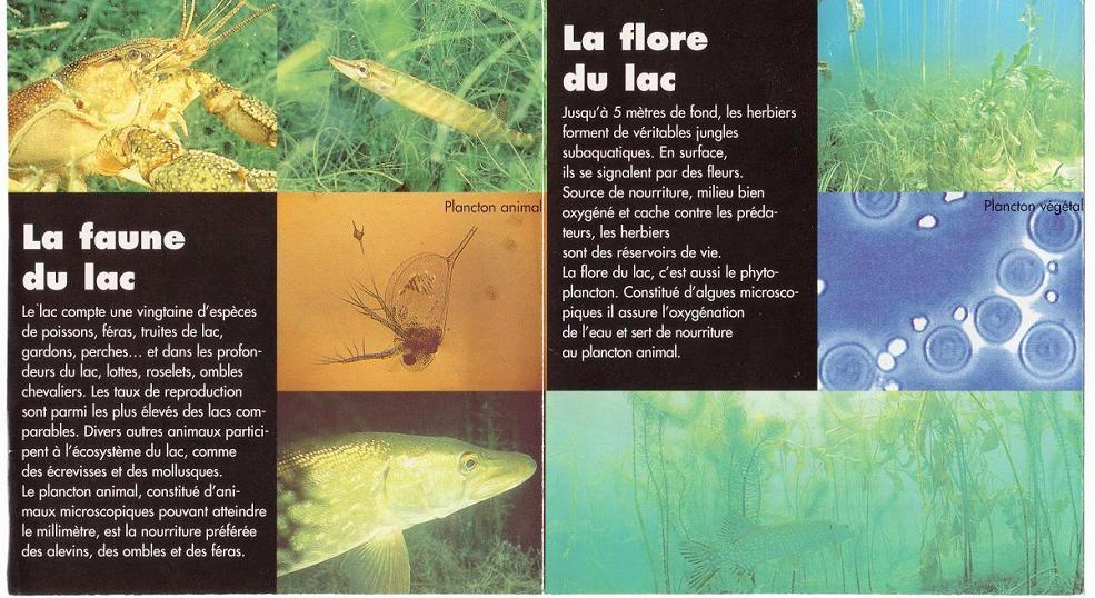 Annecy: Lac d'Annecy Flora und Fauna