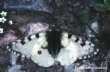 Hochalpenapollo, M�nnchen ; Parnassius
                      phoebus