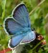 Argus-Bl�uling M�nnchen ; Plebejus argus