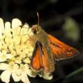 Kommafalter M�nnchen ; hesperia comma