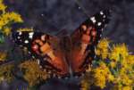 Distelfalter r�tlich ; vanessa cardui