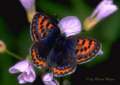Blauschillernder Feuerfalter Weibchen ;
                      lycaena helle