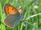 Grosser Feuerfalter Unterseite ; lycaena
                      dispar