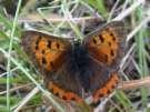 Kleiner Feuerfalter ; lycaena
                      phlaeas