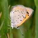 Kleiner Feuerfalter Unterseite; lycaena
                      phlaeas