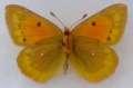 Gelblinge Unterseite:
                      Colias chrysotheme