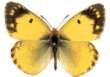 Gelblinge: Colias erate
                      Weibchen