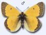 Gelblinge: Colias hecla M�nnchen