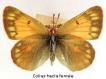 Gelblinge: Colias hecla Weibchen