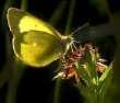 Hochmoorgelbling M�nnchen ; Colias palaeno