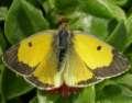 Postillon,
                      Wandergelbling M�nnchen ; Colias crocea