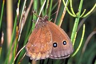 Hipparchia-Falter : Blaukernauge, Blau�ugiger
                    Waldportier, Weibchen Unterseite ; Minois dryas