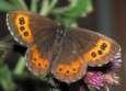 Weissbindiger Moorenfalter,
                        Milchfleck-Moorenfalter, braun-orange ; erebia
                        ligea