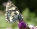 Grasfalter: Schachbrettfalter Unterseite;
                        melanargia galathea