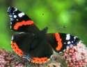 Roter Admiral ; vanessa atalanta