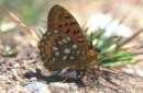 Grosser
                        Perlmuttfalter Unterseite ; mesoacidalia aglaja
                        , argynnis aglaja , speyeria aglaya
